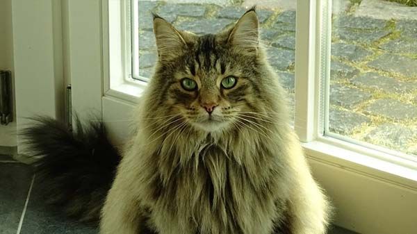 Gato Bosque de Noruega