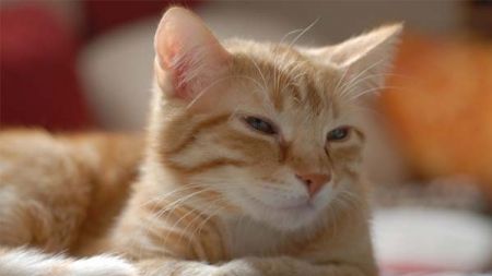 Comida vegetariana para gatos: ventajas e inconvenientes