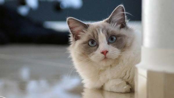 Gato Ragdoll