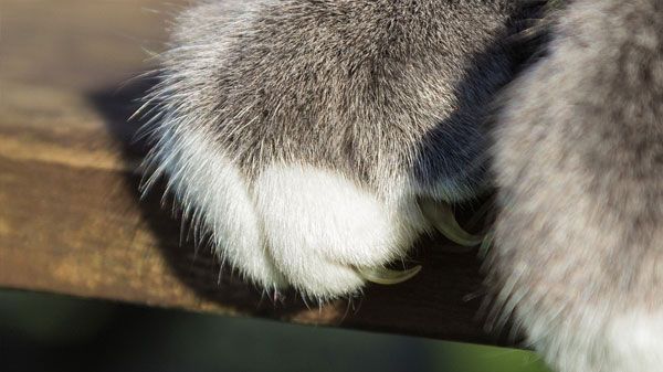 ¿Los gatos sólo se afilan las uñas de las patas delanteras?