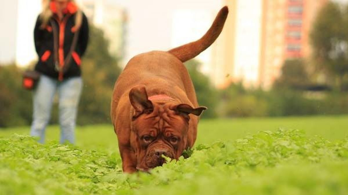 Los mejores libros adiestramiento canino - Tiendanimal