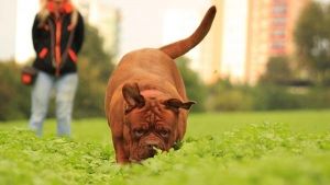 Los mejores libros de adiestramiento canino