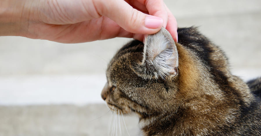 Mal olor en gatos: causas y qué hacer