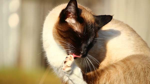Mi gato huele mal: motivos y soluciones