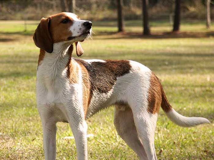 Coonhound