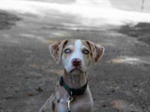 Leopardo Catahoula