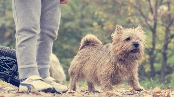 Perros y niños: beneficios de tener un perro en casa
