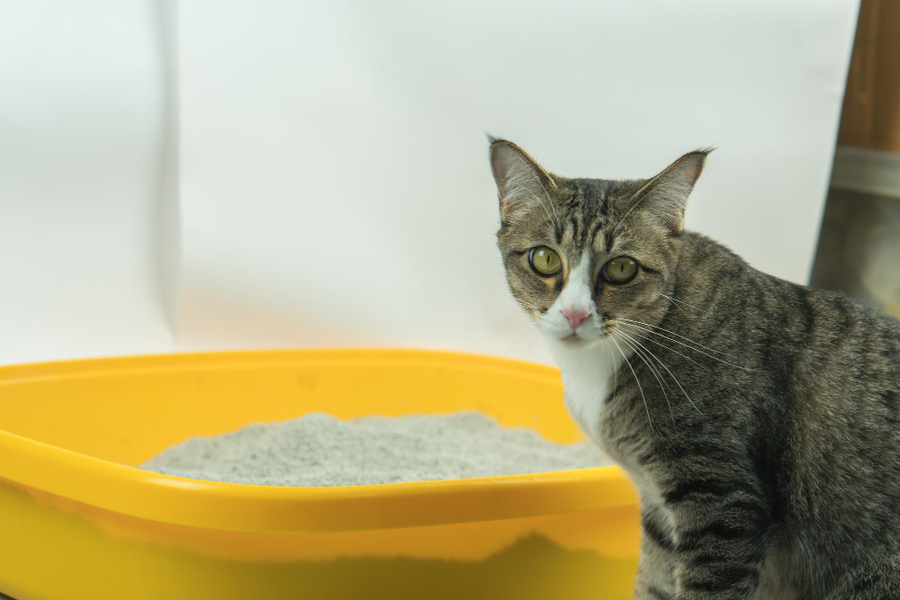 Por qué mi gato orina fuera del arenero