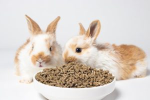 Qué comen los conejos
