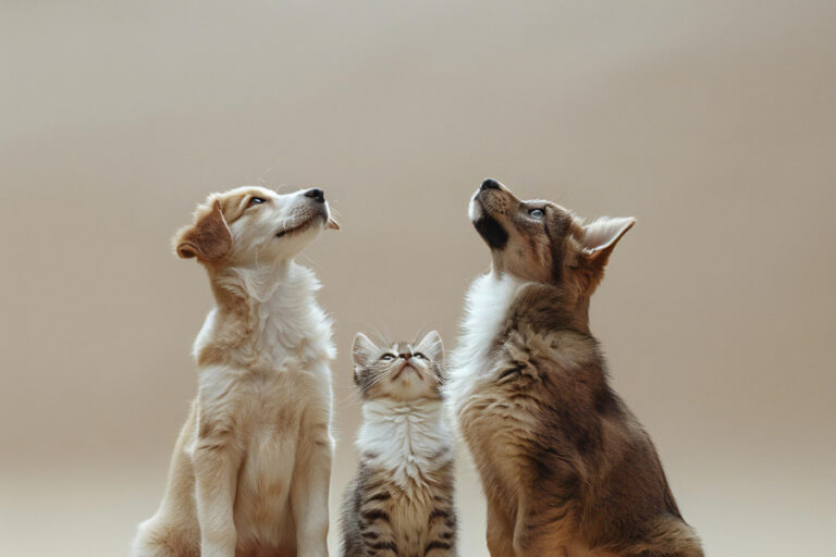 Qué son, cómo funcionan, tipos antiparasitarios para perros y gatos y faqs