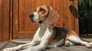 Raza de perro Beagle: todo lo que necesitas saber sobre ellos