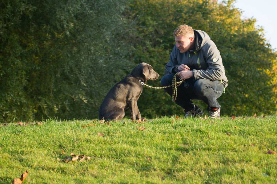 10 tips que mejoran el comportamiento perros