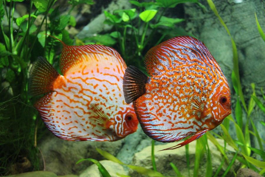 Peces de acuario de agua dulce, marinos y tropicales