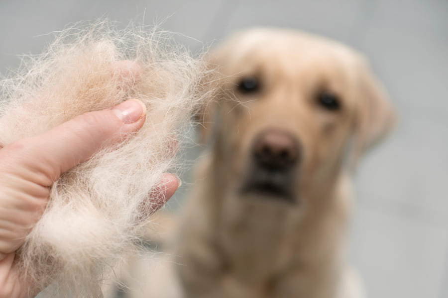 Caída de pelo en perros: causas, tratamiento y cómo evitarla