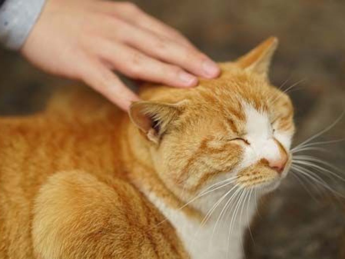 Retocar novedad mitología Cómo acariciar a un gato: ¿necesitan tantas caricias como los perros? - Tiendanimal Retocar novedad mitología Cómo acariciar a un gato: ¿necesitan tantas caricias como los perros? - Tiendanimal