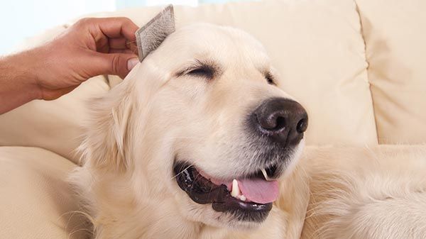 ¿Cómo cepillar a un perro y con qué frecuencia hacerlo?