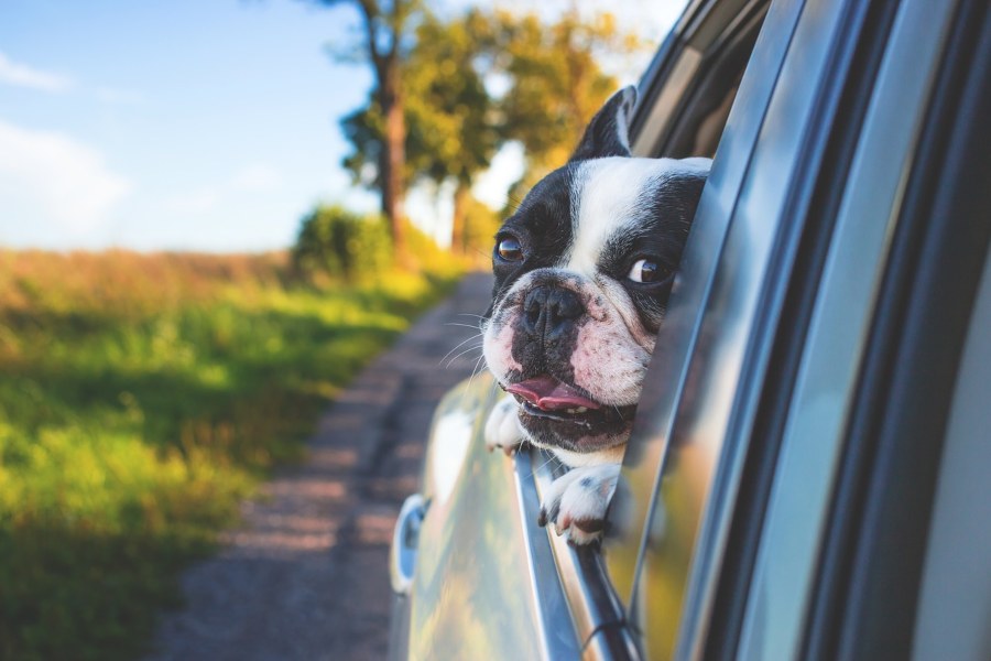como-viajar-con-tu-mascota-en-coche