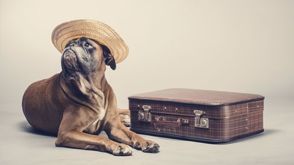 Descubre fantásticos hoteles que admiten perros para estas vacaciones