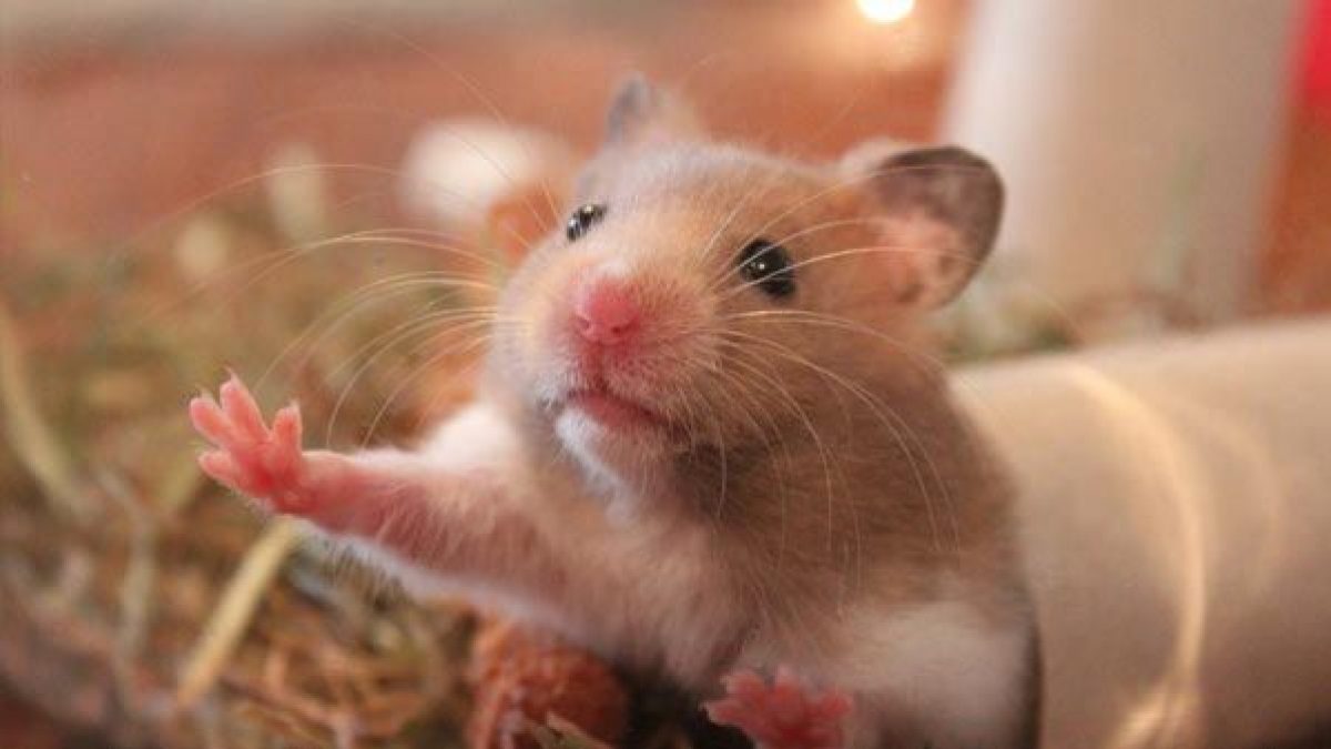 Tipos De Hamster Y Sus Diferencias Tiendanimal
