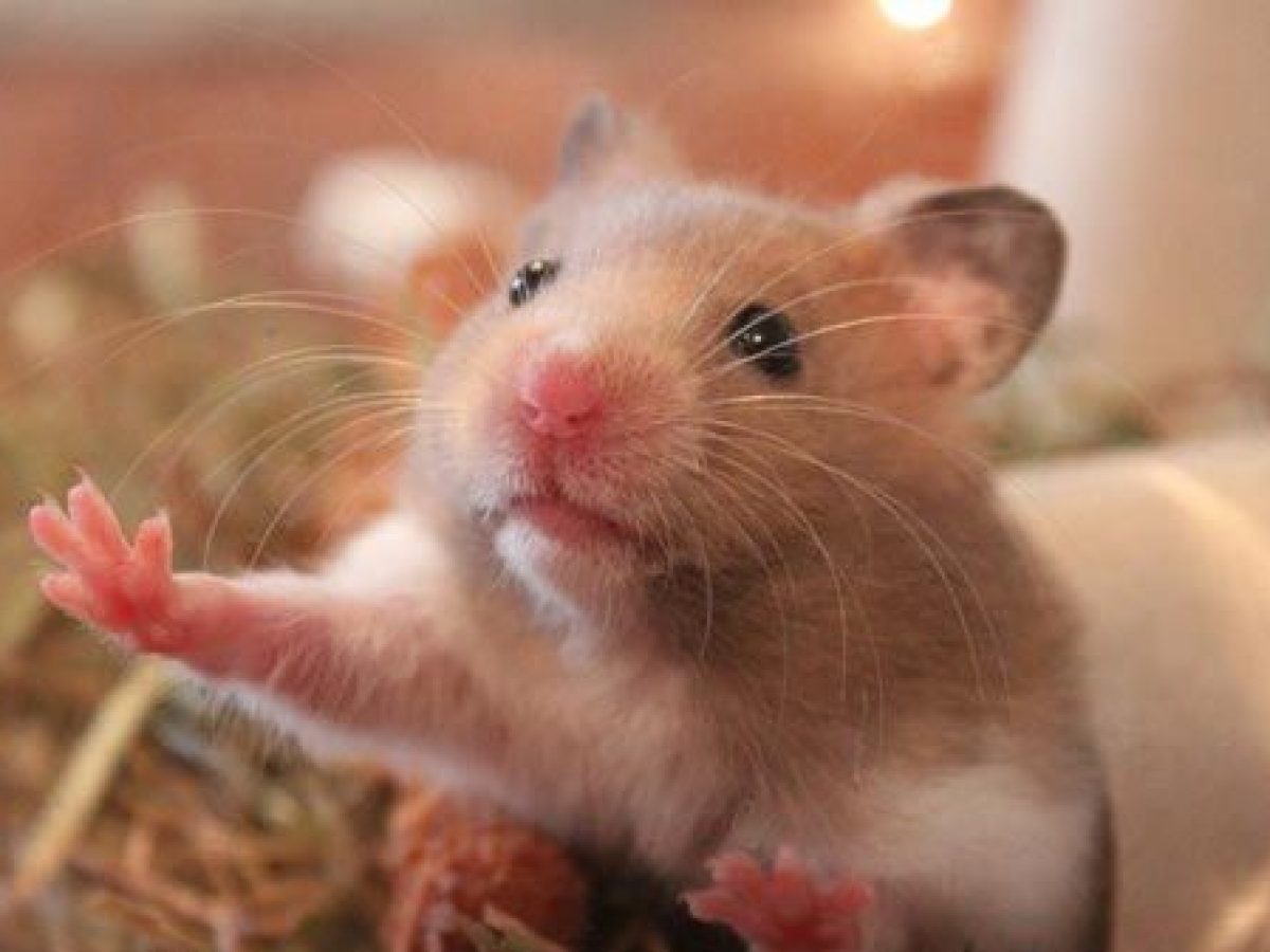 Tipos De Hamster Y Sus Diferencias Tiendanimal