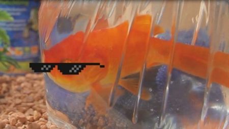 El experimento definitivo de Peztágoras – QMDC 1×13