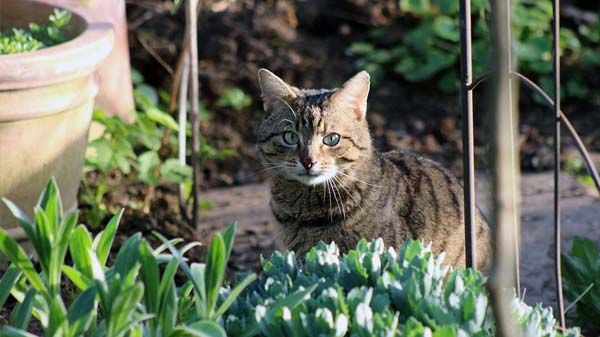 Gato común europeo