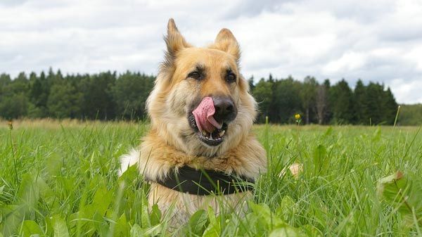 Halitosis canina: combatir el mal aliento en perros
