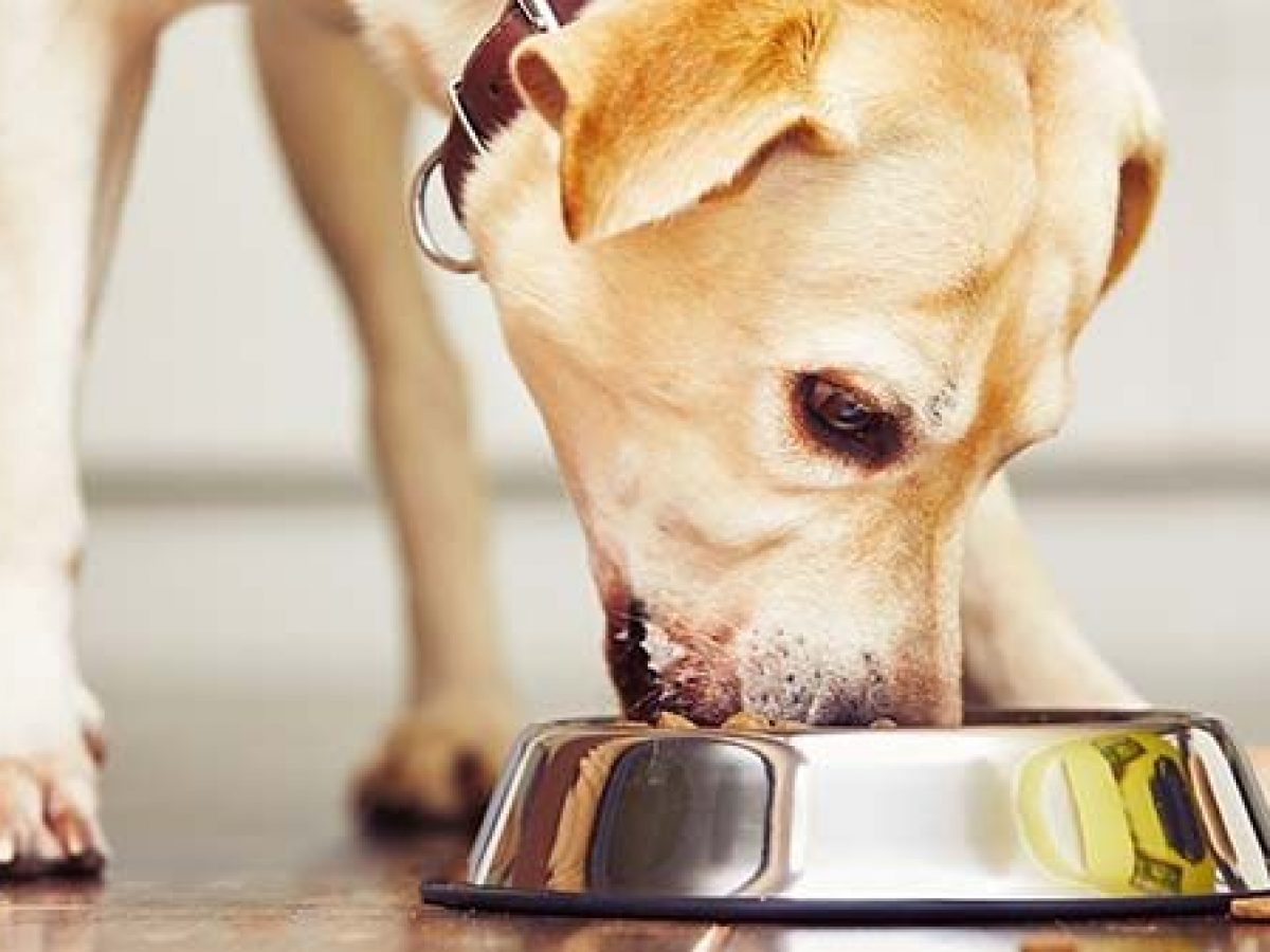 Conoce los beneficios de la comida húmeda para perros - Tiendanimal