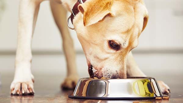 Beneficios de la comida húmeda para perros