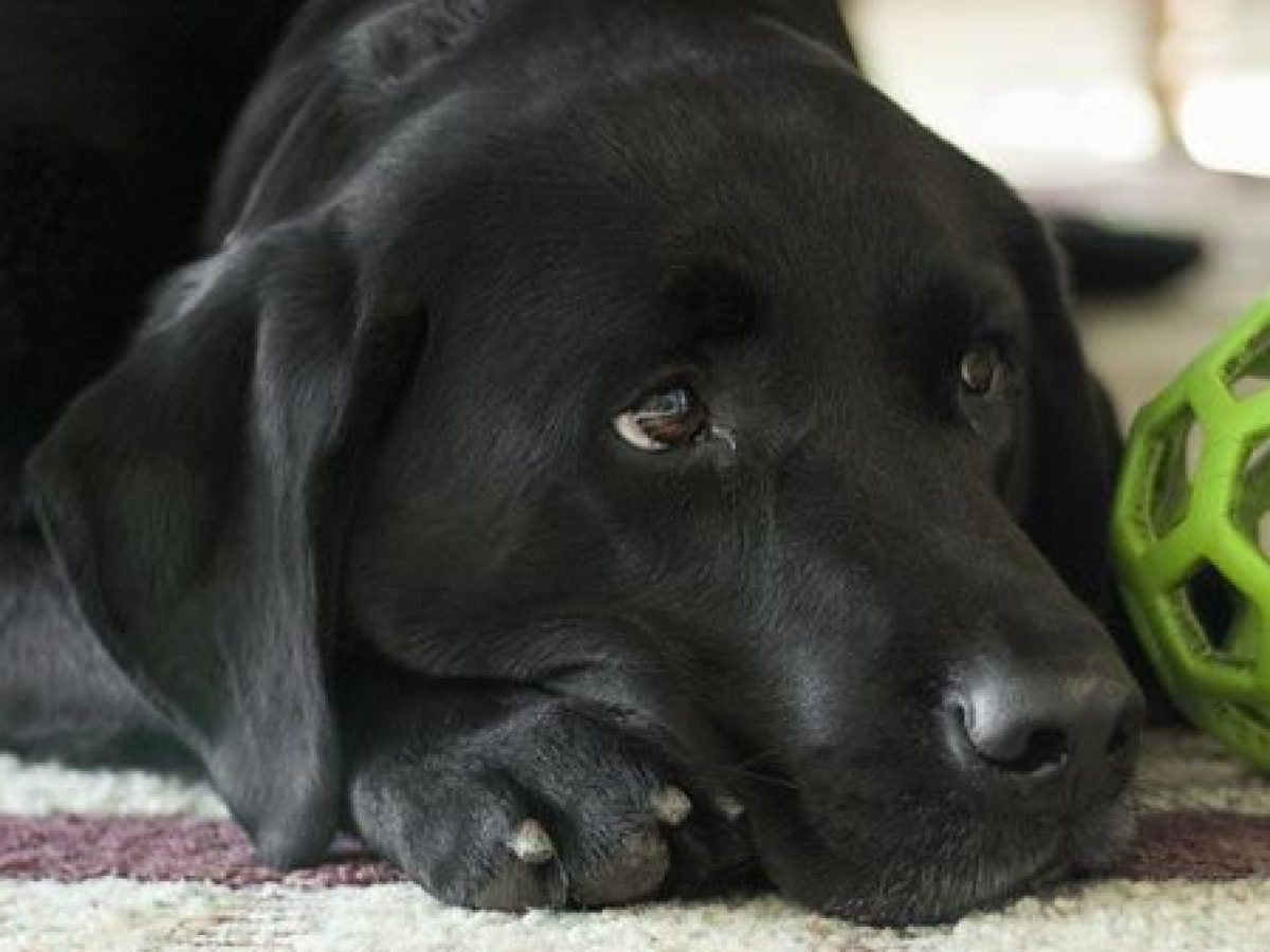 Son Buenos Perros Guardianes Los Labradores