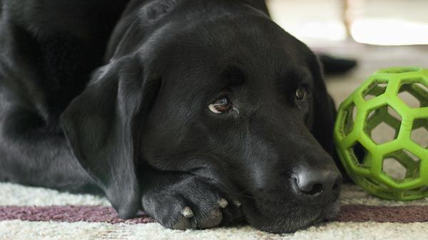 Labrador Retriever