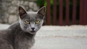 El chequeo del gato adulto: lista de pruebas para los cuidados de un gato