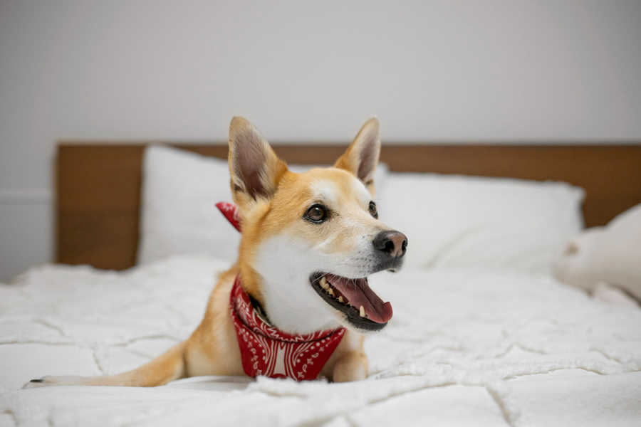 Los mejores hoteles pet friendly de España
