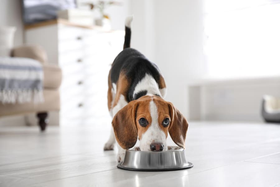 Por qué mi perro siempre tiene hambre y qué puedo hacer