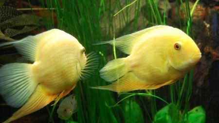 Peces de acuario de agua dulce, marinos y tropicales