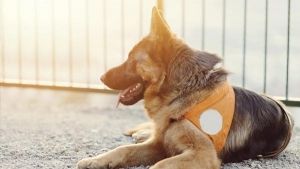 Perros de asistencia y otras mascotas de ayuda