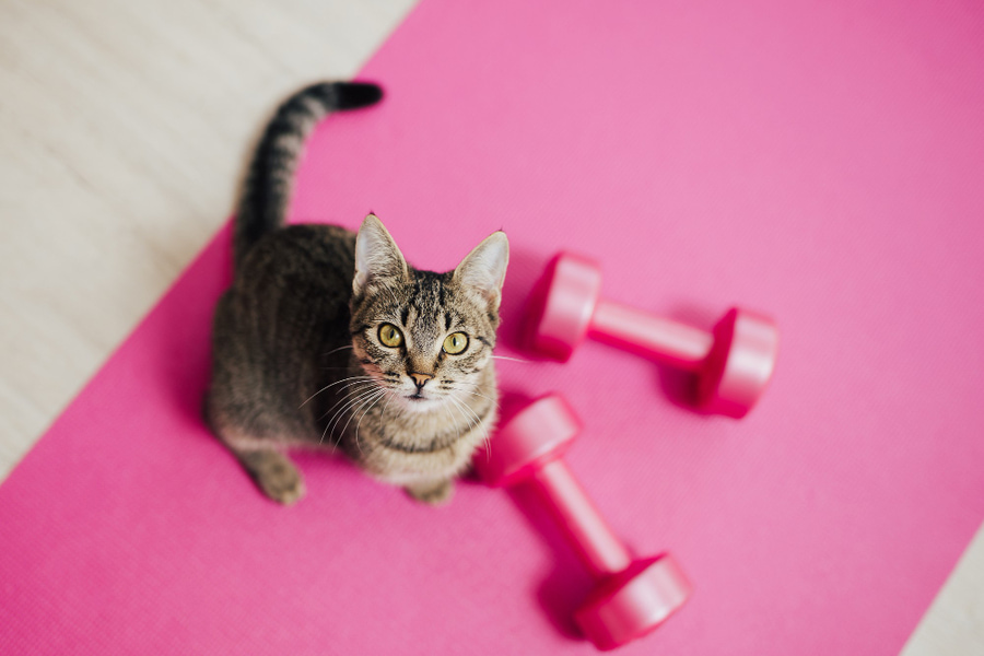 como hacer que mi gato haga ejercicio y por qué es tan importante