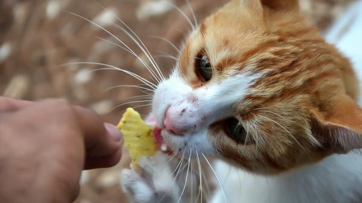 ¿Qué pasa si un gato come de mi comida?