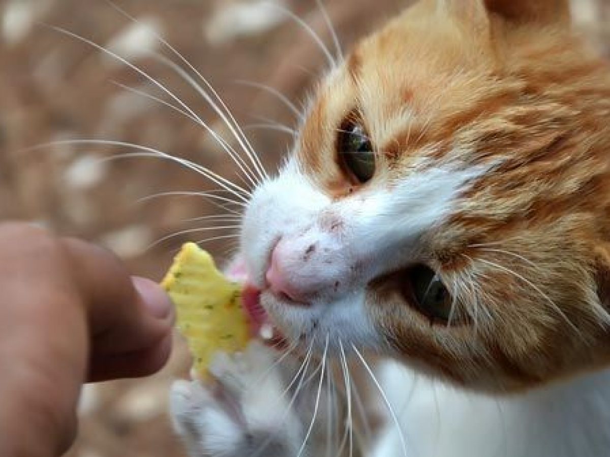 Lujo borde Geometría Por qué no debes darle comida humana a los gatos - Tiendanimal