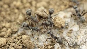 ¿Tienes tu terrario con hormigas?