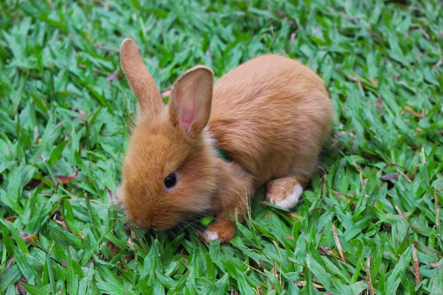 un conejo como mascota