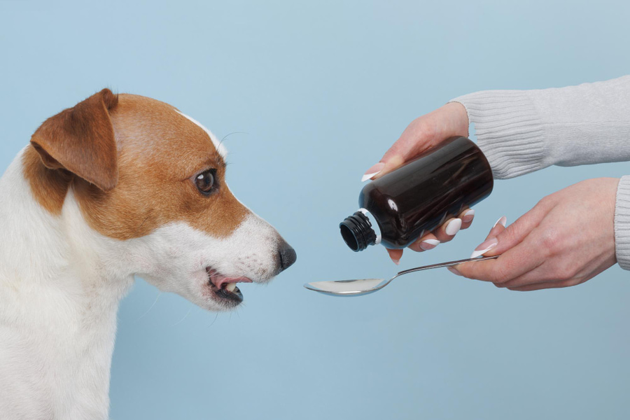 Beneficios del aceite de salmón para perros, para qué sirve y cuál es el mejor