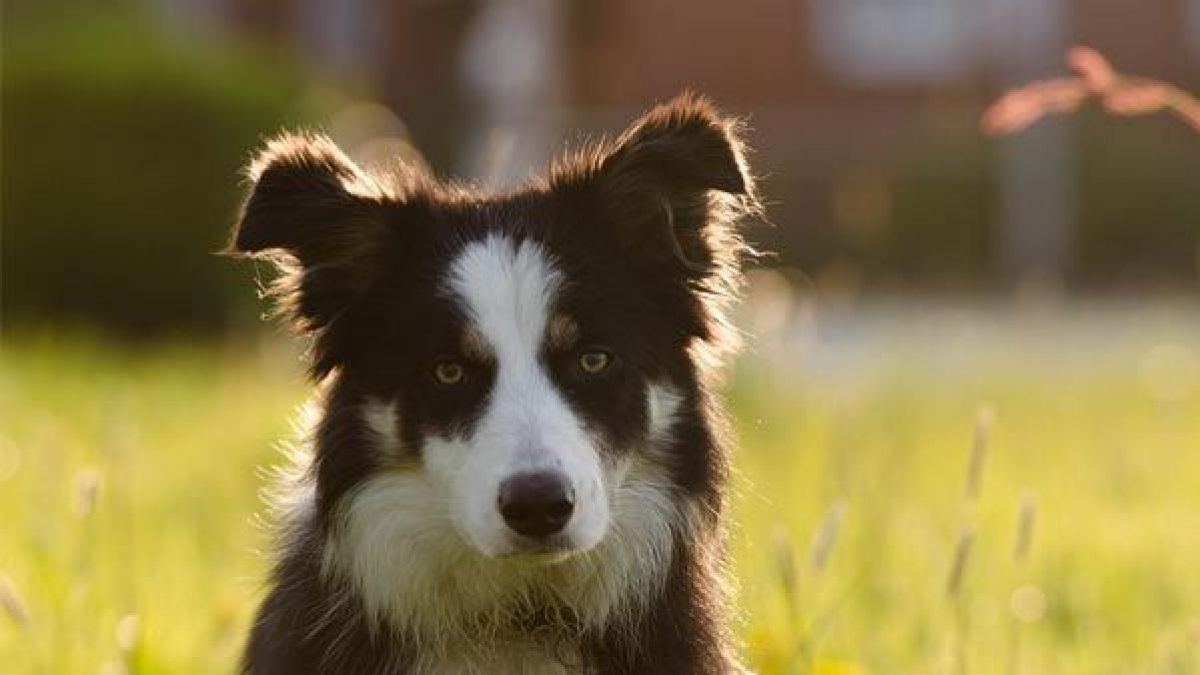 Labrodor R Border Es Una Mezcla De Labrador Border Collie Un Buen Perro De Familia