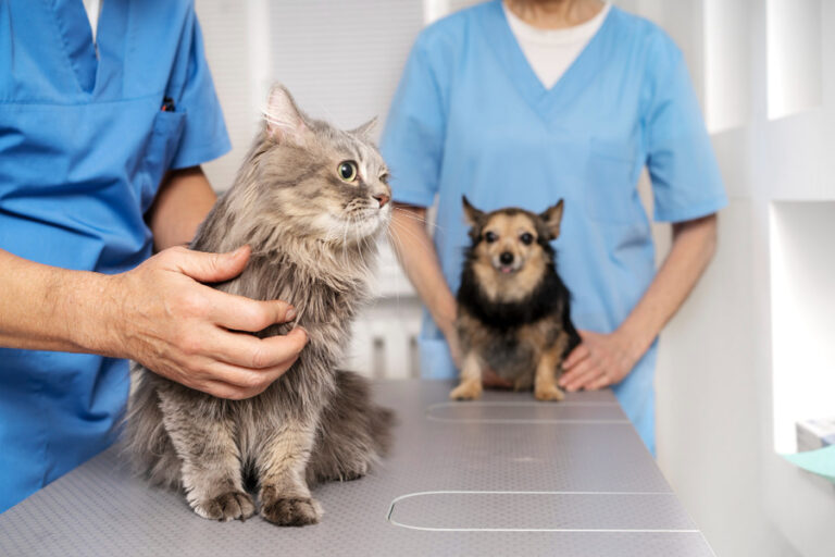 ¿Cada cuánto tiempo ir al veterinario y por qué es tan importante?