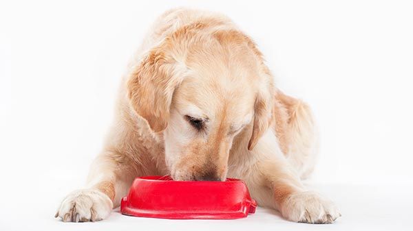 Cenizas en pienso para perros