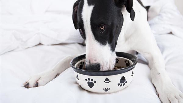 ¿Comida casera para perros o pienso?