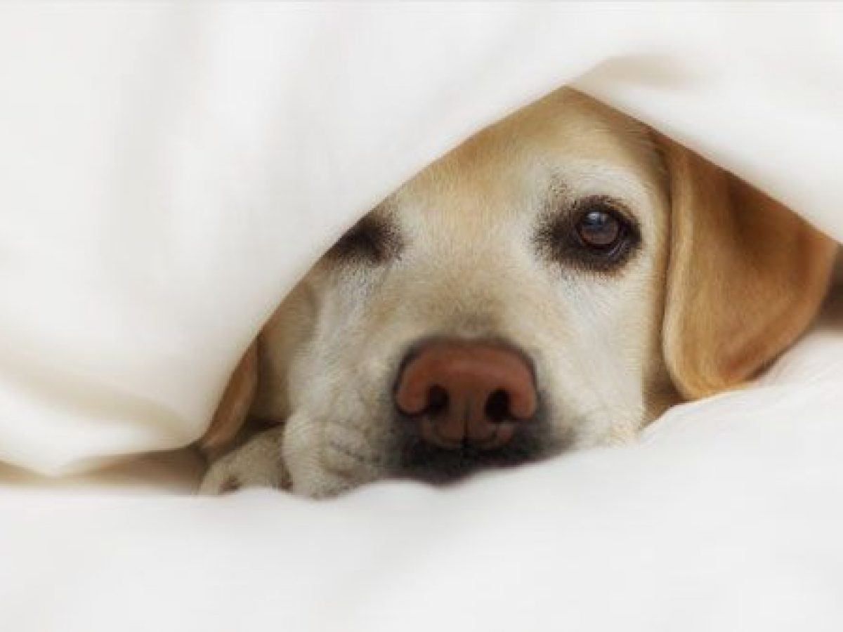 A Los Perros Les Gustan Las Limas