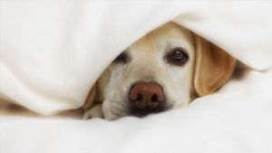 Cómo cortar las uñas a un perro