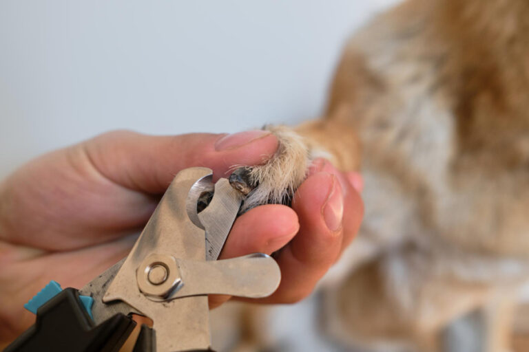 Cómo cortarle las uñas a un perro paso a paso: qué necesitas y mejores consejos
