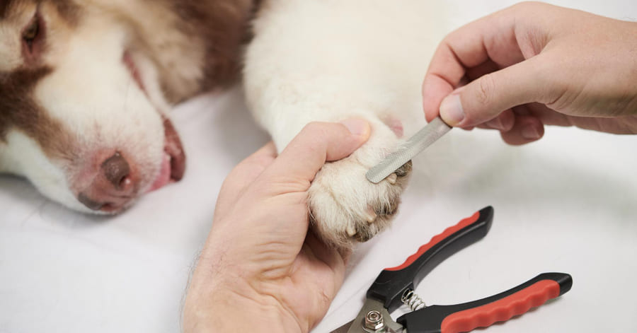 Cómo cortarle las uñas a un perro paso a paso guia